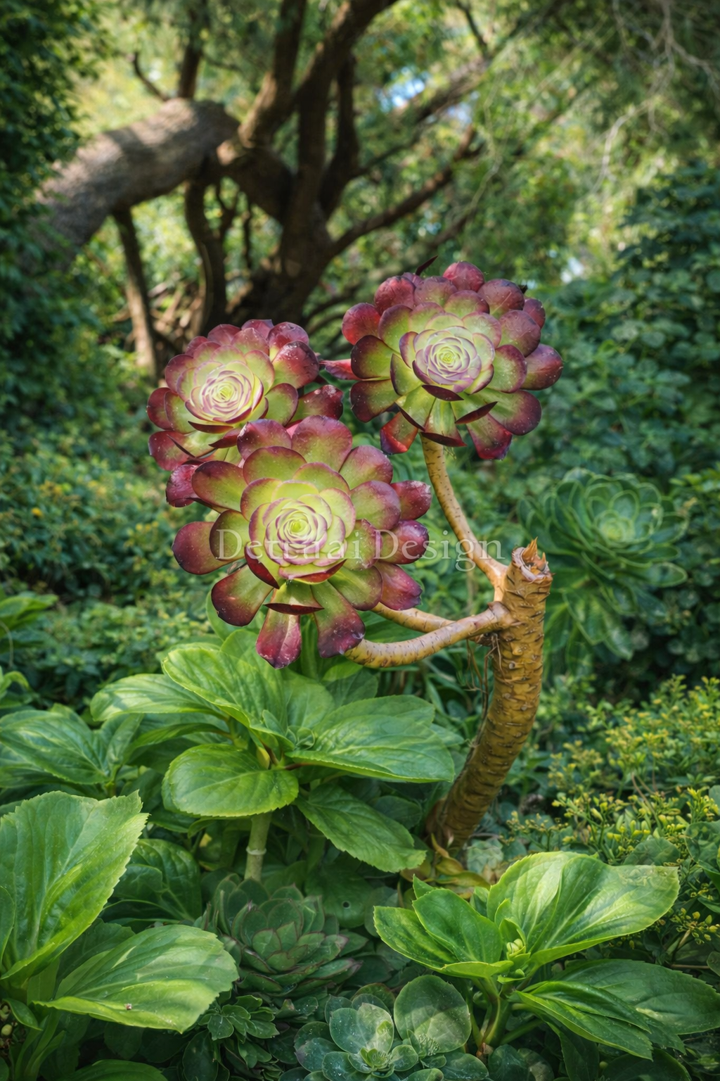 Canvas Print - The Aeonium Rosette, Quiet Architecture of Nature