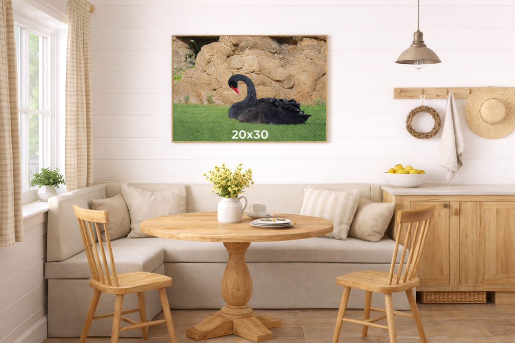 Elegant Black Swan in Repose — Wildlife Nature Portrait — Unframed Canvas Print