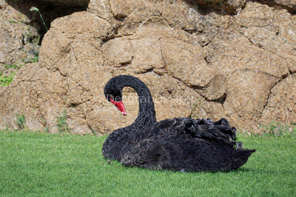 Elegant Black Swan in Repose — Wildlife Nature Portrait — Unframed Canvas Print