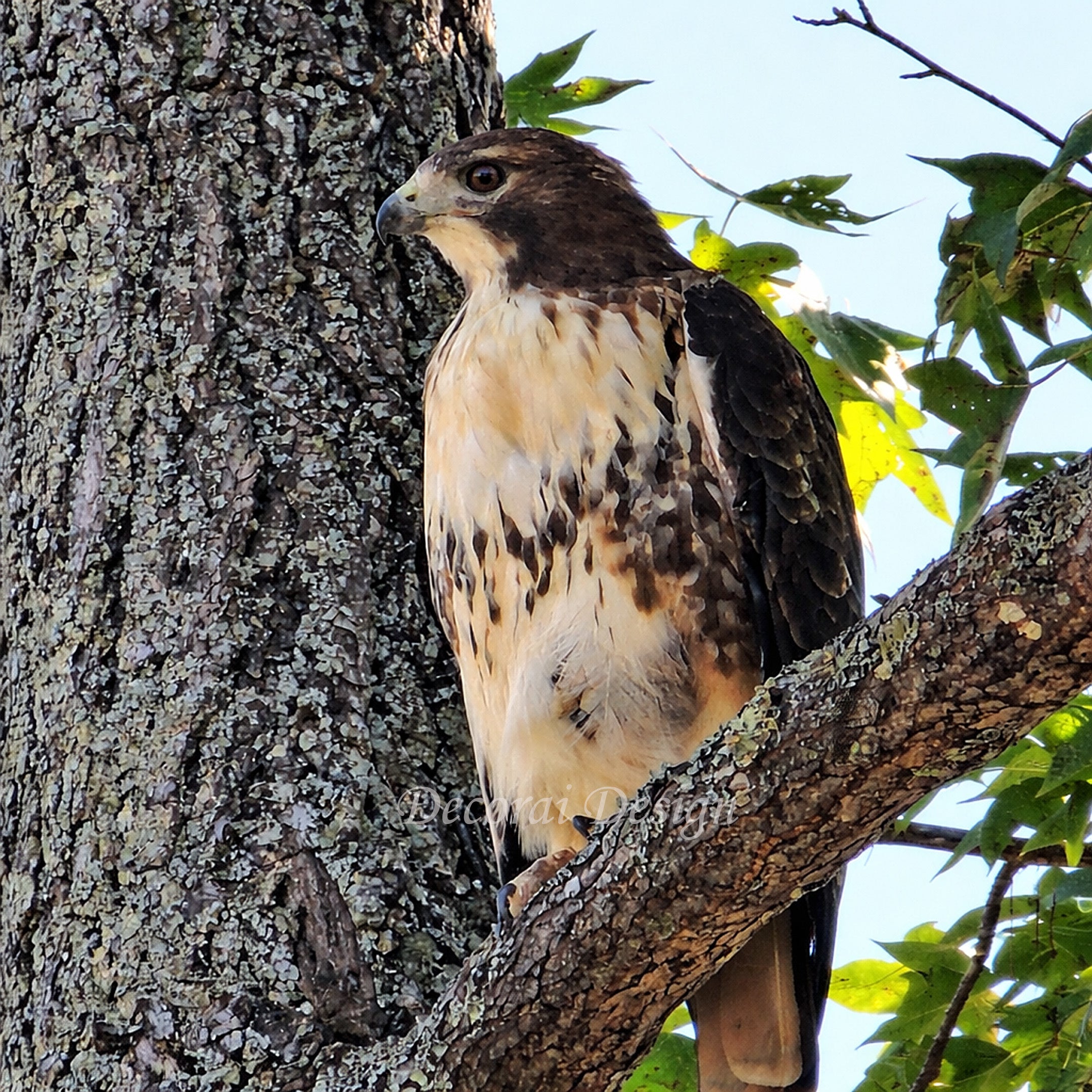 Wildlife Digital Artwork - Regal Red-Tailed Hawk in Tree - Canvas Print