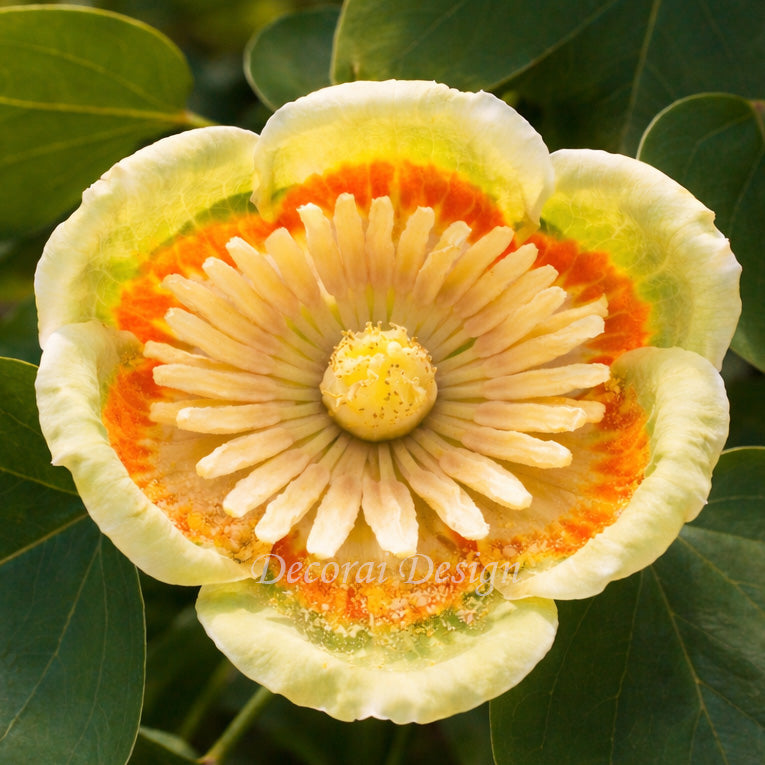 Canvas Wall Art Print - Tranquil Tulip Tree Flower — Botanical Digital Artwork