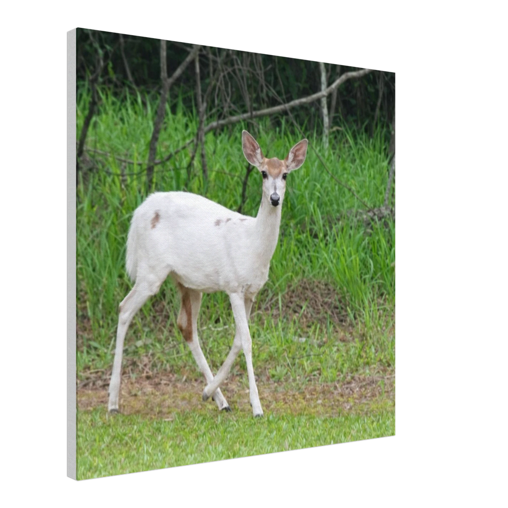 ddb69bd1-53ee-4962-8bc8-439f5892bc2c