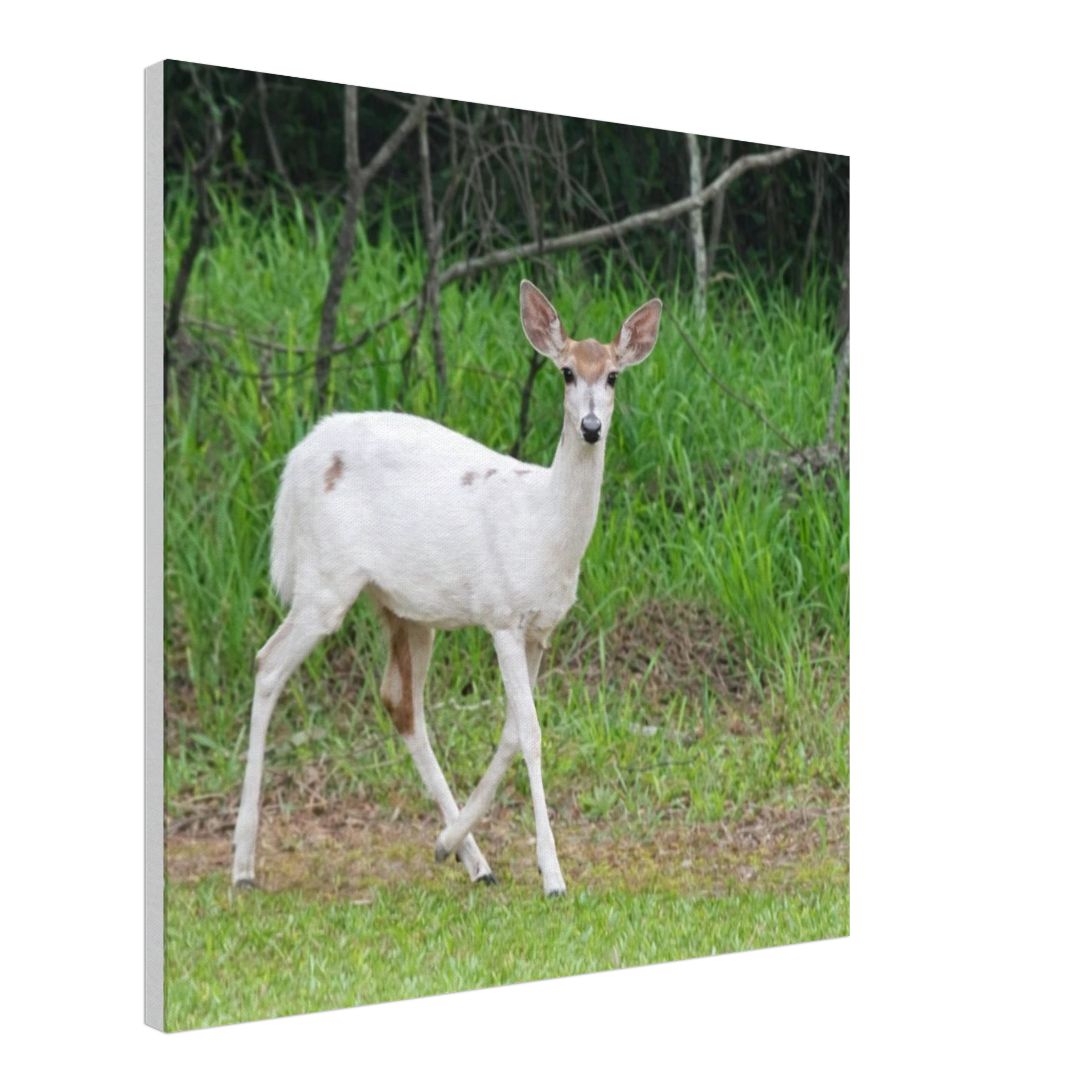 ddb69bd1-53ee-4962-8bc8-439f5892bc2c